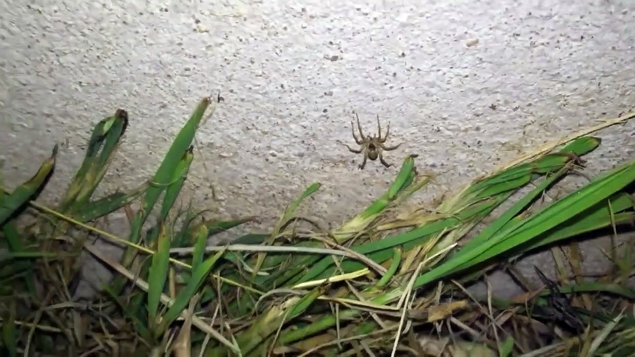 Il trouve des centaines d'araignées dans son jardin la nuit !!