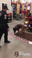 Download Video: Ce chien policier teste ses petits chaussons pour la neige et c'est tellement drôle