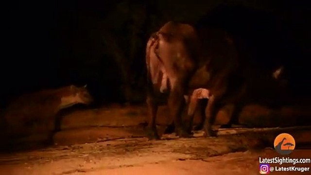 Une hyène attrape un buffle par le pire endroit qui soit... Pauvre bête