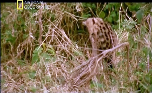 Documental Paraisos terrenales Ngorongoro, la cuna de la vida - DOCUMENTALES -DOCUMENTALES NATIONAL GEOGRAPHIC -naturaleza