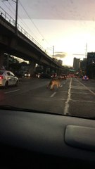 Runaway Cow Takes off Down Street