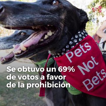 Florida prohibirá las carreras de galgos en 2020
