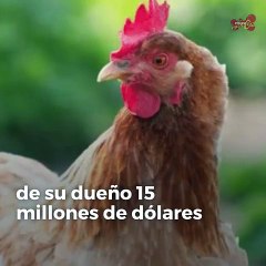 Télécharger la video: Las 5 mascotas más ricas del mundo