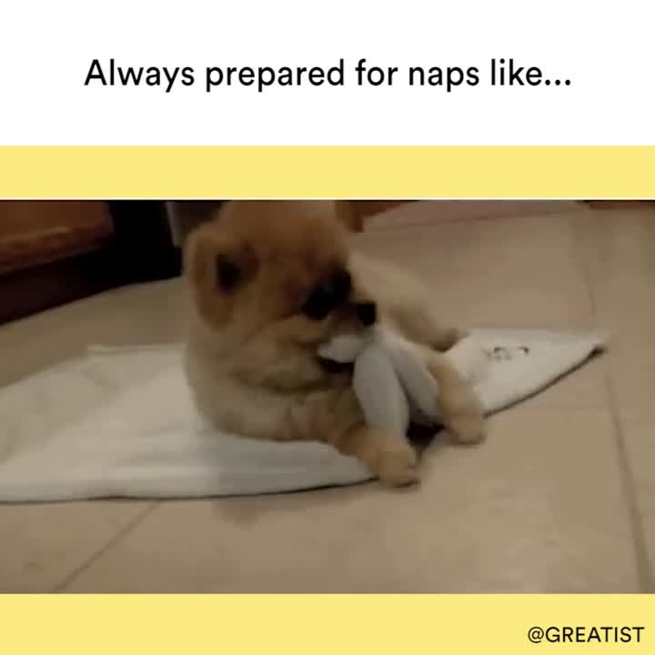 When you're always prepared for naps