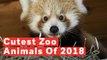 Top 10 Cutest Baby Zoo Animals Of 2018