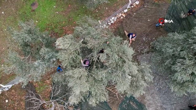 Edremit Körfezi'nde zeytin hasadı sürüyor...Zeytin hasadı havadan böyle görüntülendi