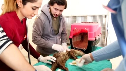 Bacağı kırık su samurunu kutuyla hastane önüne bırakmışlar - SAMSUN