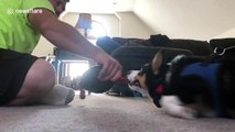 Corgi puppy loves being dragged around in circles
