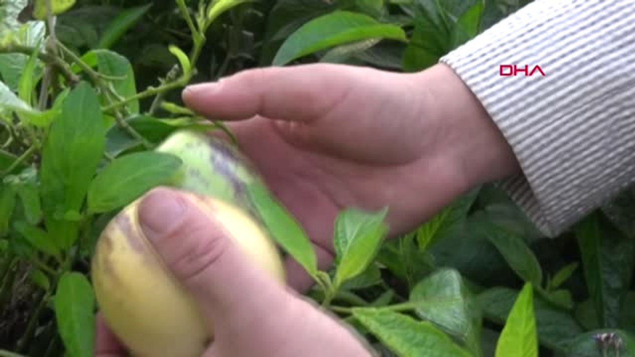 Manisa Şifa Niyetine Diktiği Pepino Gelir Kaynağı Oldu