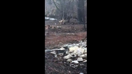 L'émouvante vidéo d'une femme qui retrouve son chat un mois après l'incendie en Californie