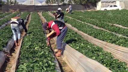 Gazze'nin 'kırmızı altını' çilek ablukayı deliyor - GAZZE