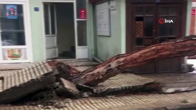 Kar yağışına dayanamayan ağaç kökünden söküldü