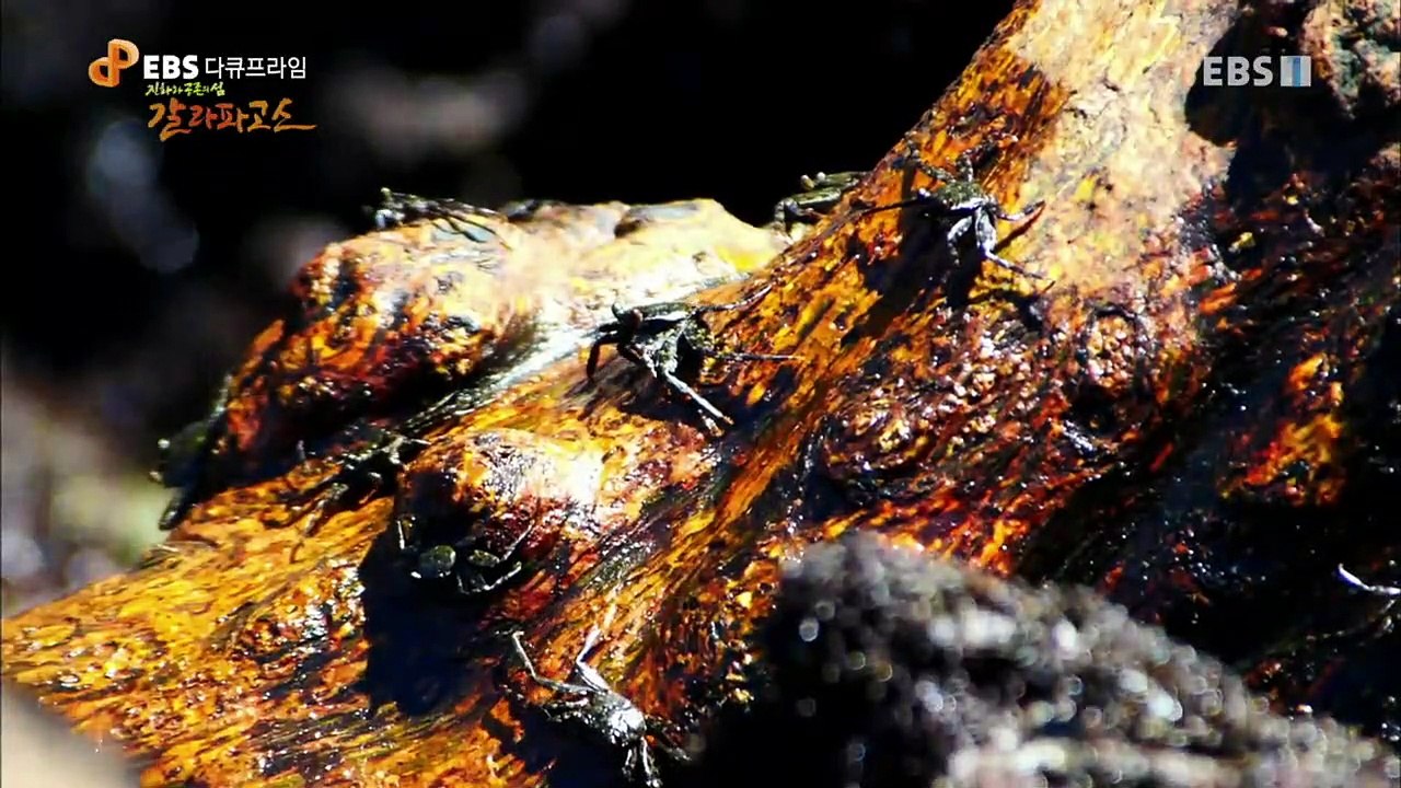 EBS 다큐프라임 - Docuprime_진화와 공존의 섬 갈라파고스 (혼돈의 바다)_#002