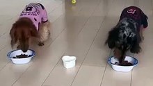 Un oiseau court pour manger sa gamelle avec les chiens