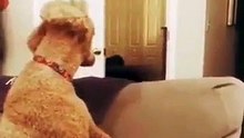 La réaction de ces chiens face à un tour de magie est hilarante