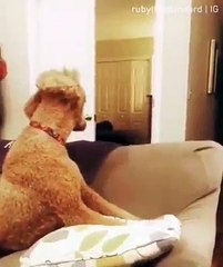 La réaction de ces chiens face à un tour de magie est hilarante