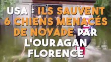 USA  ils sauvent 6 chiens menacés de noyade par l'ouragan Florence !
