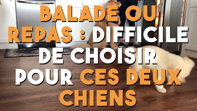 Balade ou repas difficile de choisir pour ces deux chiens !