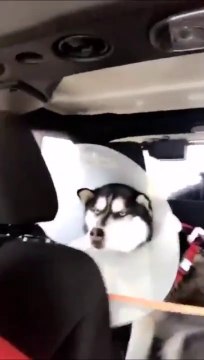 Ce chien husky n'en peut plus de sa journée chez le vétérinaire