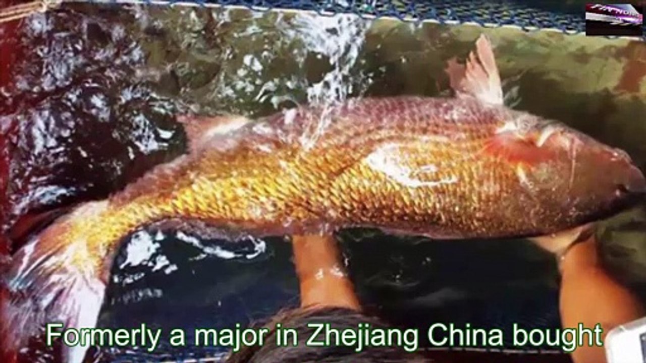 The most expensive fish species in the world Arowana 9 billion / fish | Do you know ?