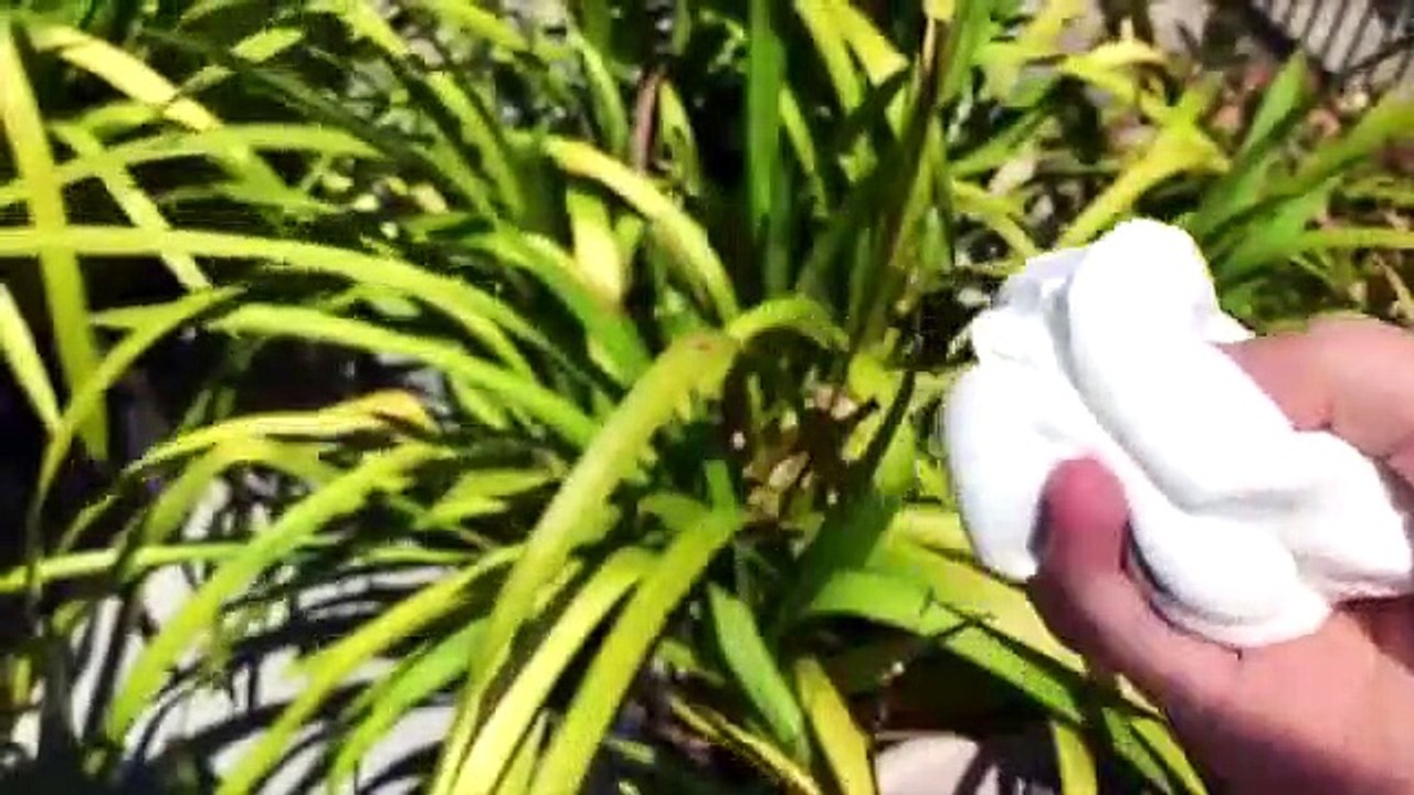 Satisfying Slime Stress Ball Cutting #11