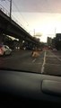 Philippines : quand deux hommes courent après une vache en fuite !