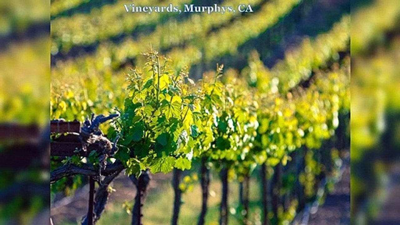 For Wine Enthusiasts Consider the Town of Murphys says Anne Kihagi