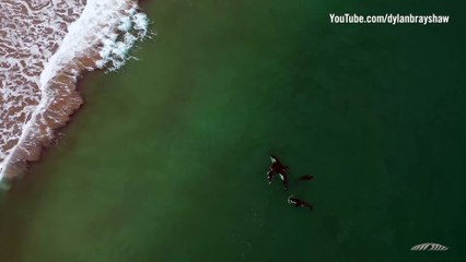 Des images magnifiques: des orques en harmonie avec une nageuse néo-zélandaise