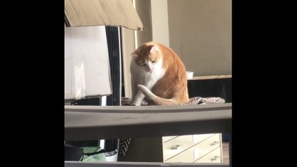 Ce chat se bat avec sa propre queue !