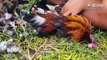 Wild Survival Skills - Fat Uncle catches wild chickens for quick plucking, firing and roasting