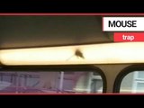 Mouse spotted scurrying around inside light panel tube on bus | SWNS TV