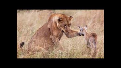 ANIMAL HEROES Incredible Moments of Kindness and Mercy Compilation including Bear rescues Crow