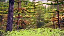 Dinosaurs - On the Trail of Prehistory (Palaeontology Documentary)