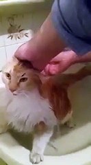 Le chat qui parle disant waku waku