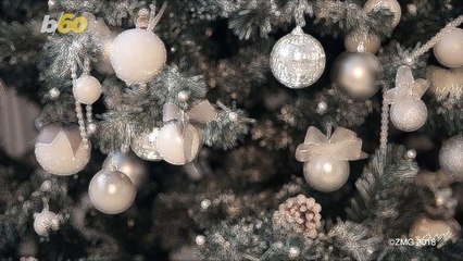 Creepy Crawlers Could Be Lurking In Your Christmas Tree!