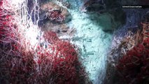 Check Out These Newly Discovered Hydrothermal Vents and the Strange Creatures That Call Them Home
