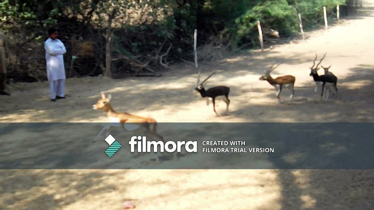 Black Bucks Having fun