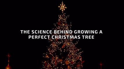 How To Grow A Perfect  Christmas Tree