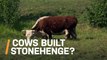 New Evidence Suggests That Cows Helped Build Stonehenge