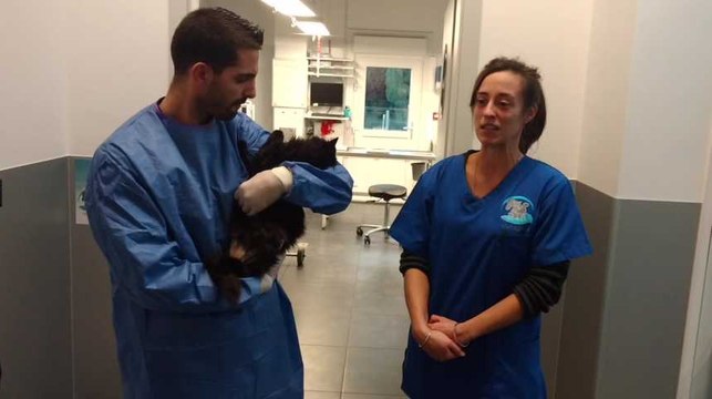 Une chatte bloquée dans le moteur de une voiture.Les pompiers de Dour interviennent l un entre eux a adopté la chatte amputée.Video Eric Ghislain