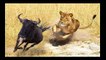 Lions VS  Hippos VS Hyenas VS  Elephants