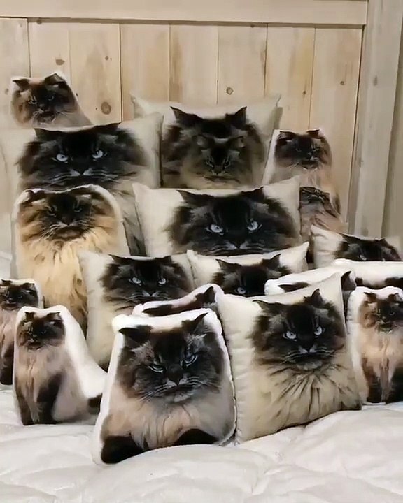 Un chat se cache parmi ces oreillers
