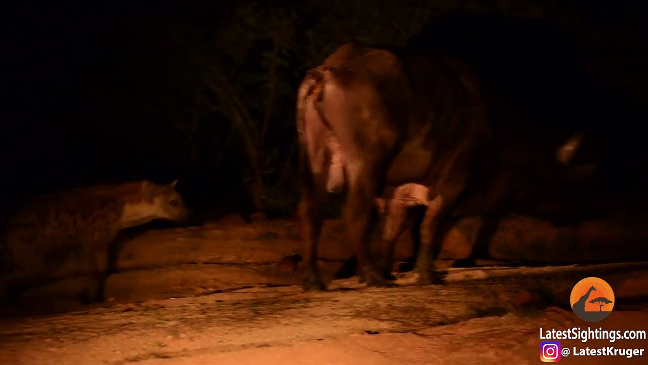 Une hyène attrape un buffle par les testicules