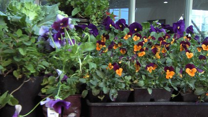 The Top 5 Cold Kickers In Your Garden