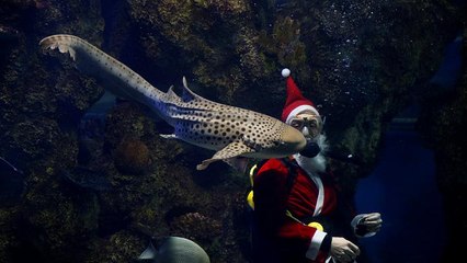 بابانوئل در محفظه ماهی‌ها در آکواریوم ملی مالت