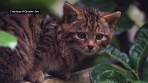 Adorable rare Scottish wildcat kitten is born