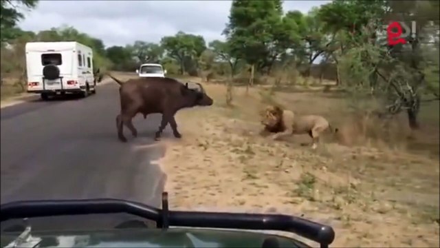 Une meute de lions vient dévorer un buffle au milieu de la route sous les yeux des touristes