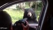 Un ours vient ouvrir la portière d'une voiture de touristes pendant un safari