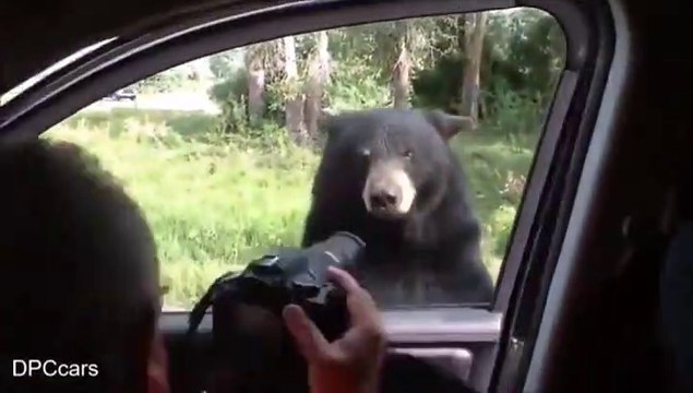 Un ours vient ouvrir la portière d'une voiture de touristes pendant un safari