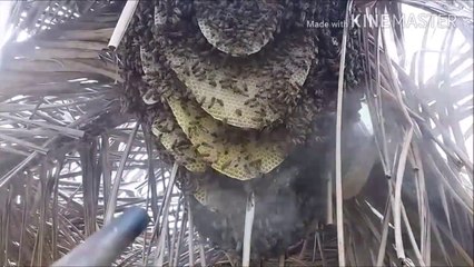 Regardez comment il va récolter du miel sauvage sur une ruche géante